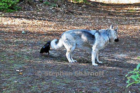 raven and luna 3 graphic